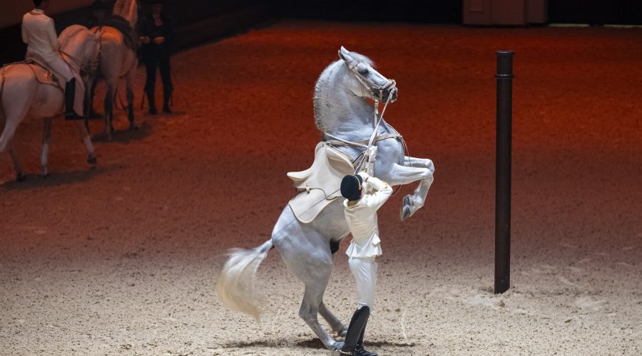Horse riders at the opening ceremony of Abu Dhabi Royal Equestrian Arts (ADREA)
